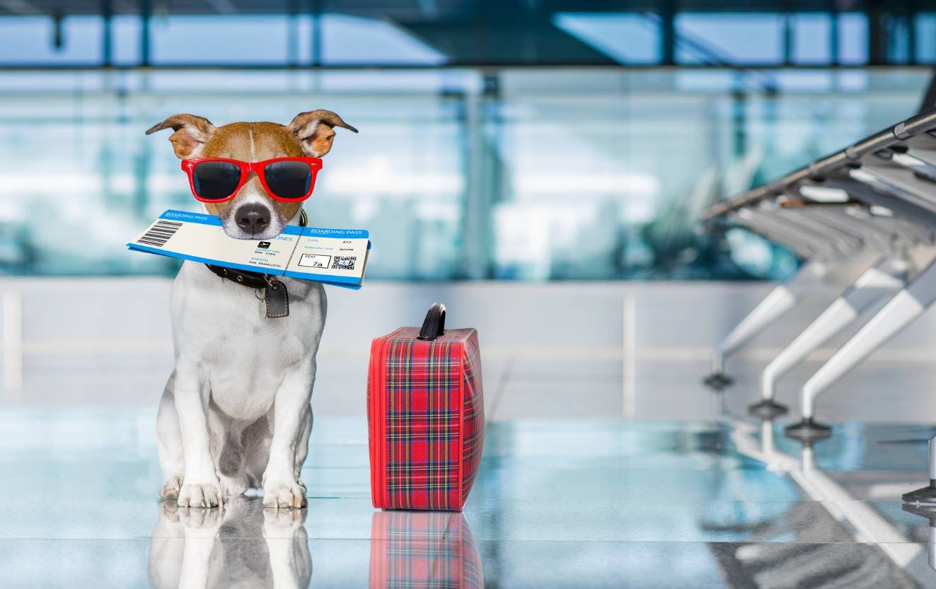 cute dog holding an airplane ticket