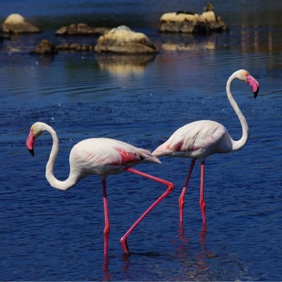 sardinia-flamingos