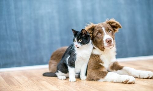 dog-and-cat-pet-relo